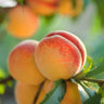 Red Baron Peach Tree