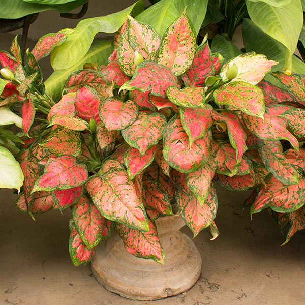 Red Chinese Evergreen Plant