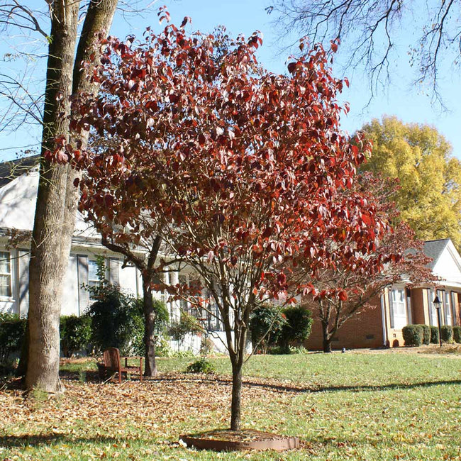 how much does a dogwood tree grow each year