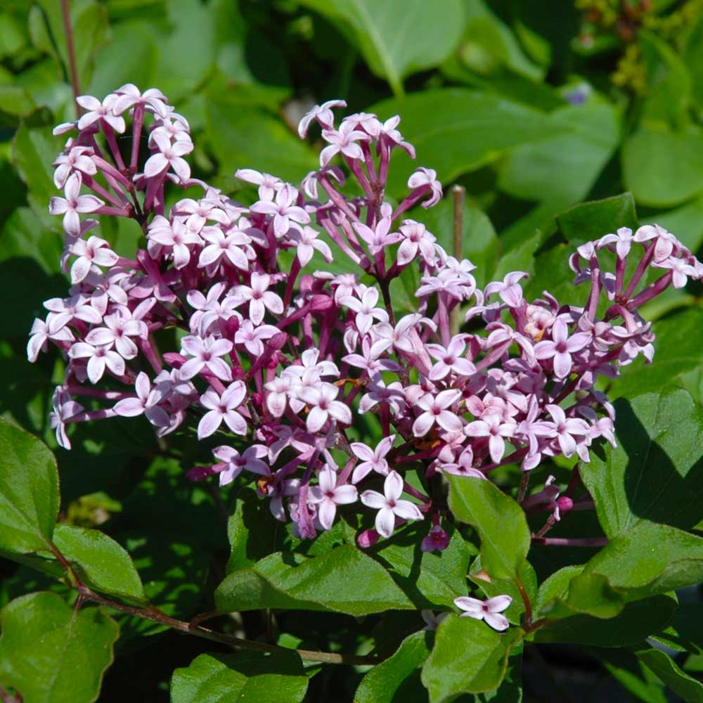 Red Pixie Lilac (Tree-Form)