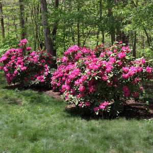 Red Rhododendron Shrubs for Sale – FastGrowingTrees.com