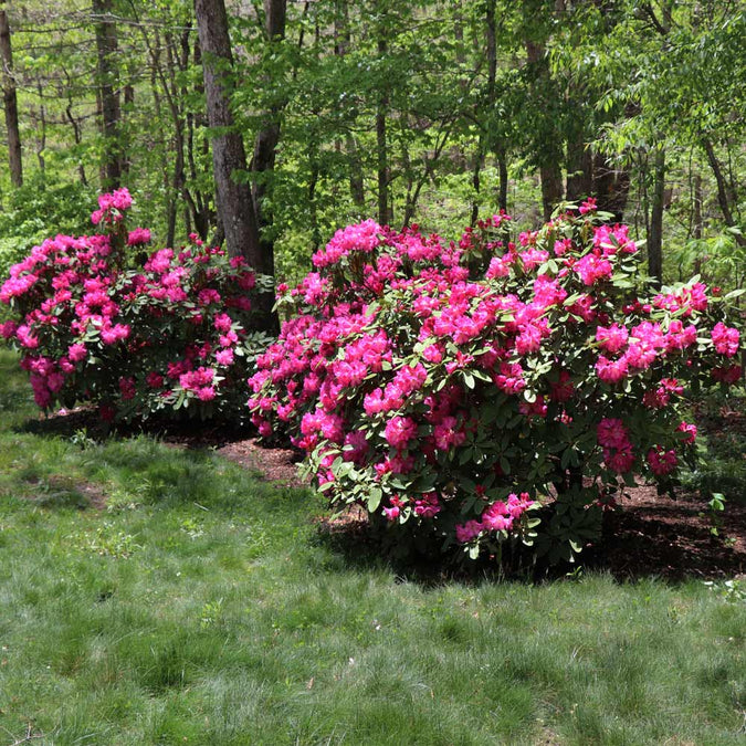 Rhododendron Shrubs for Sale – FastGrowingTrees.com