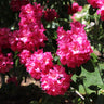 Red Rhododendron Shrub