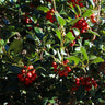 Robin™ Red Holly Tree