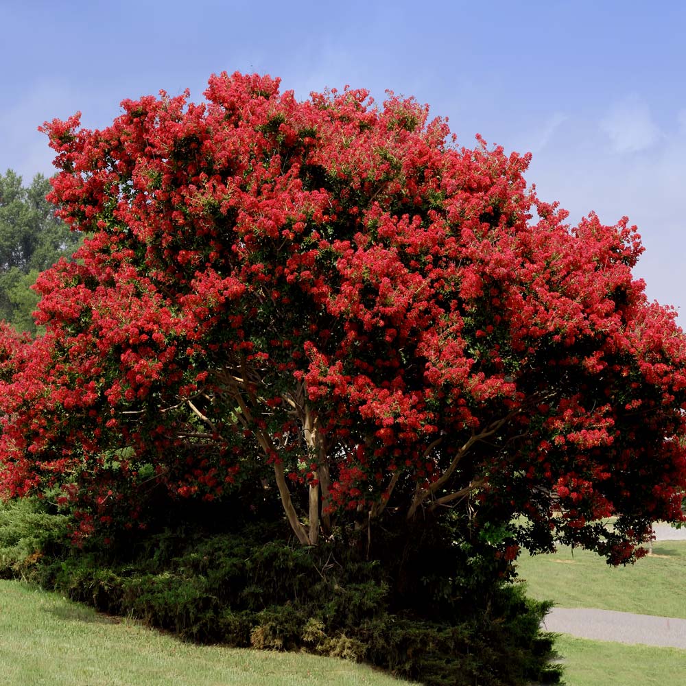 Buy Enduring Summer Red Crape Myrtle Tree (Single Trunk)