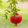 Cold-Hardy Red Pomegranate Tree