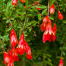 Cold Hardy Red Pomegranate - USDA Organic