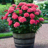 Red Sensation Hydrangea