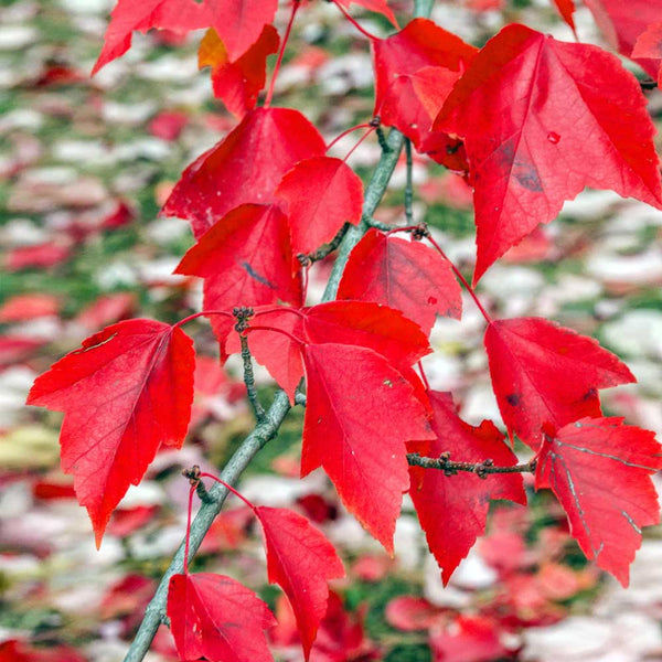 red sunset maple tree pros and cons