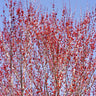 Red Sunset® Maple Tree