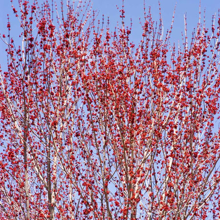 red sunset maple tree pros and cons