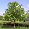 Red Sunset® Maple Tree