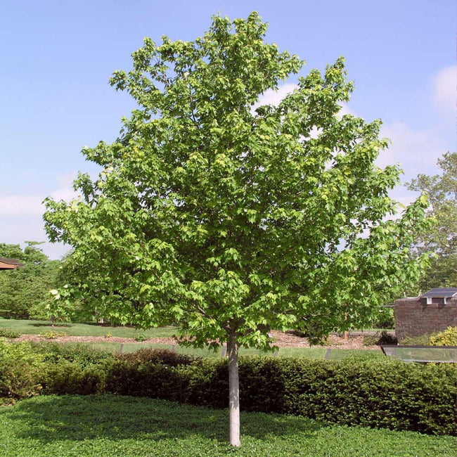 red sunset maple tree pros and cons