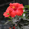 Red Tropical Hibiscus Tree