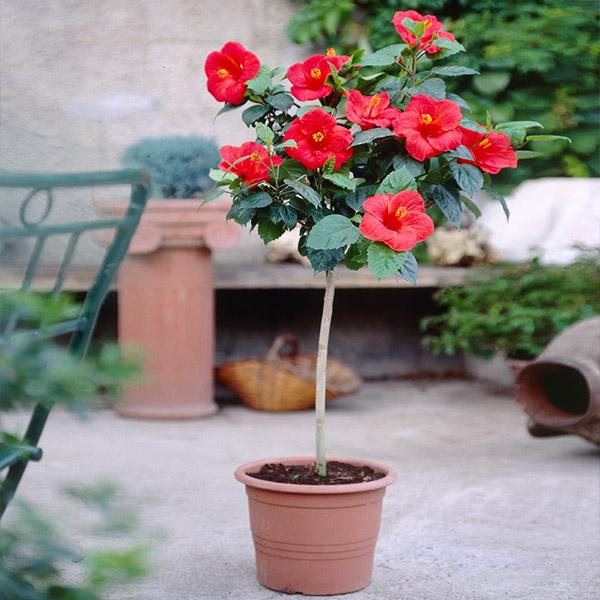 Red Tropical Hibiscus Tree