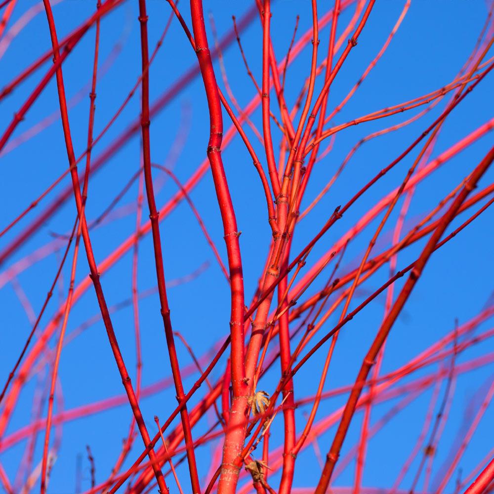 red twig dogwoods