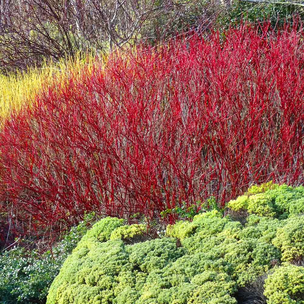 red twig dogwood hedge