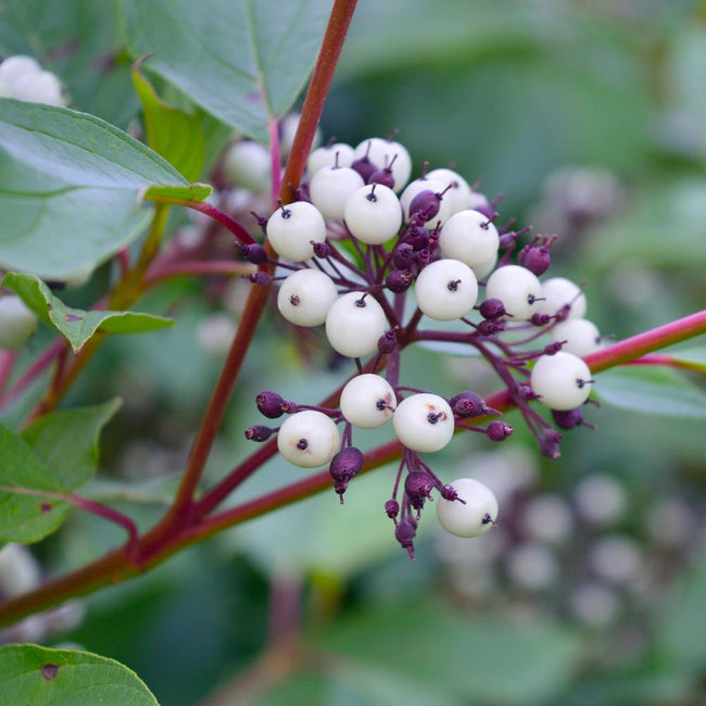 red twig dogwood