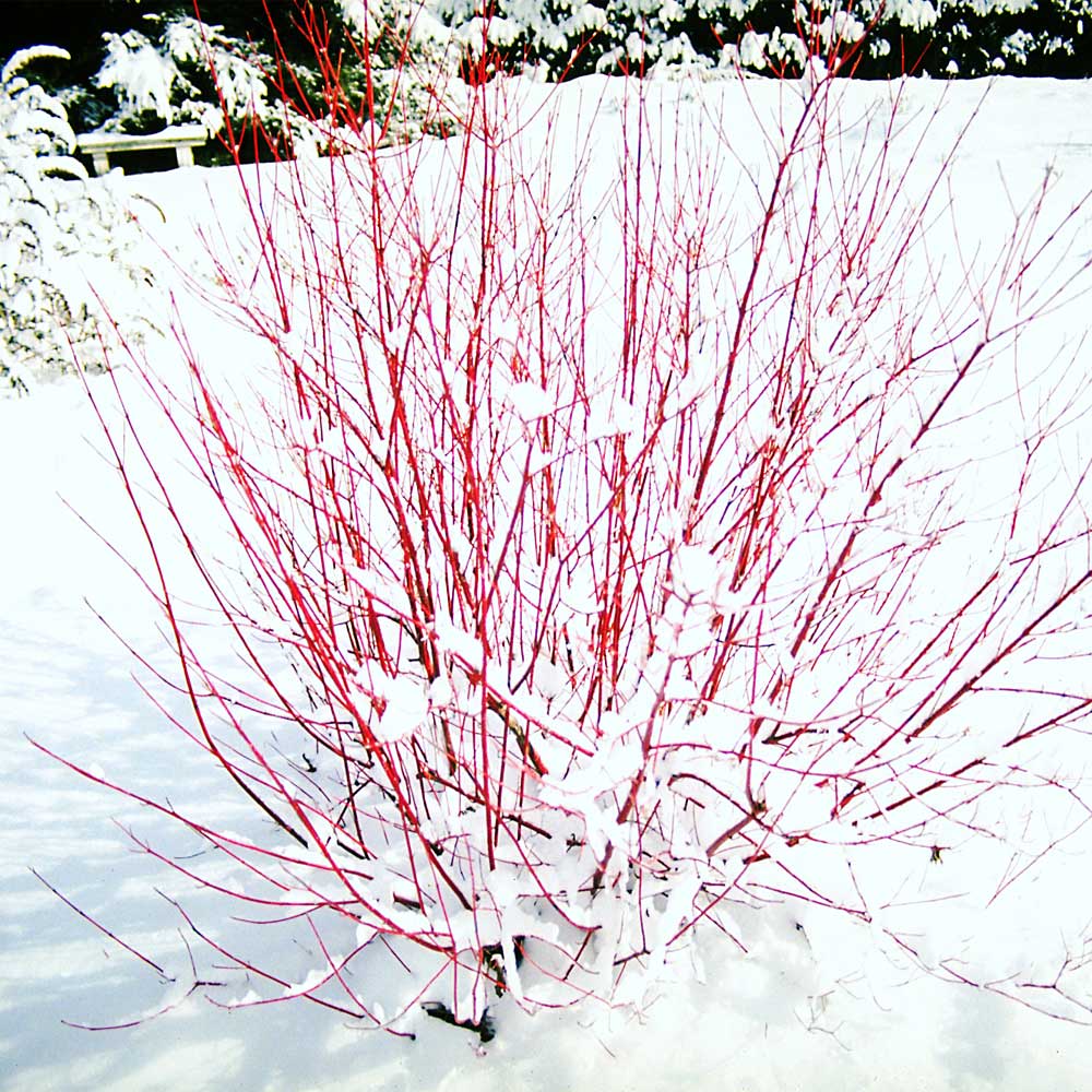 red twig dogwood