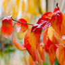 Red Twig Dogwood Shrub