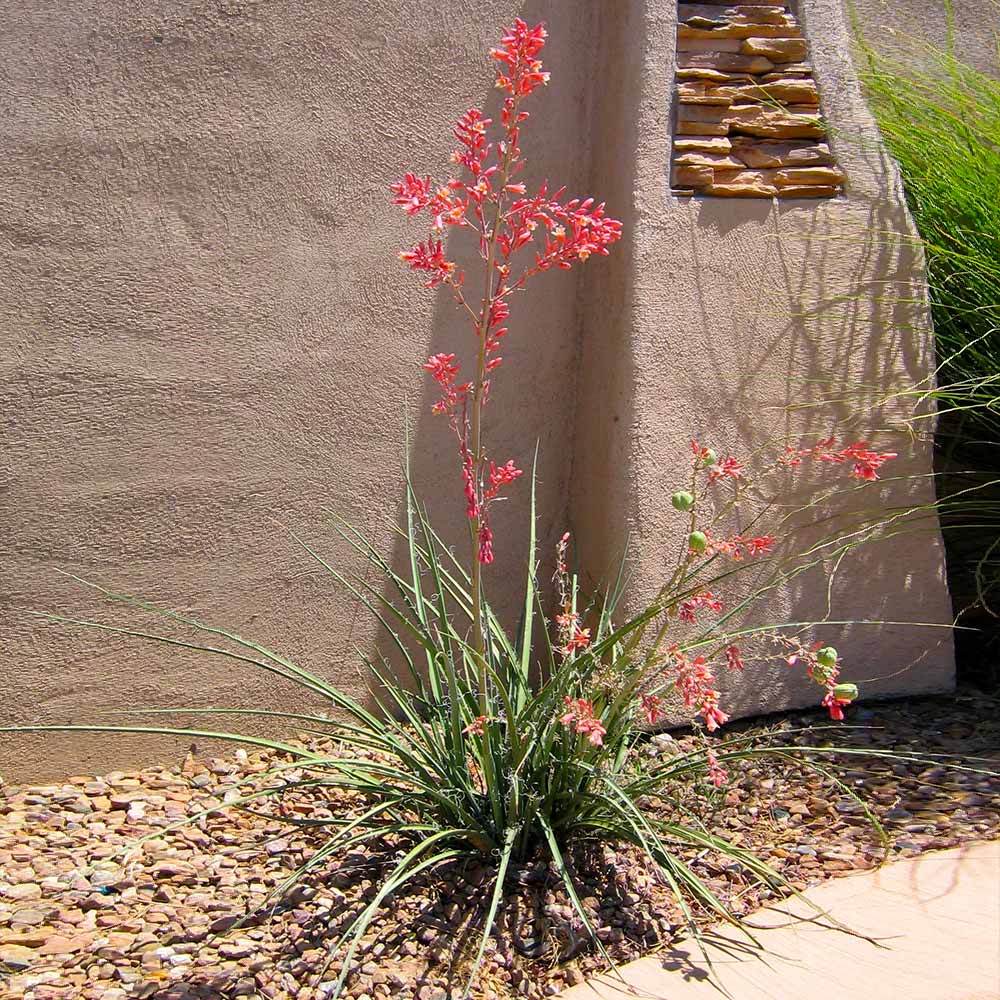 Red Yucca Plant