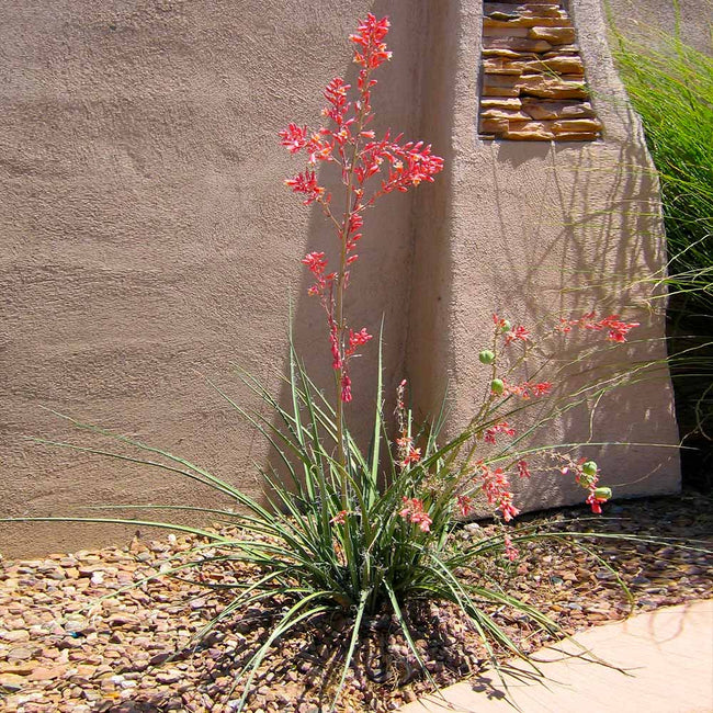 red yucca plant care