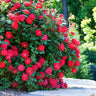 Double Knock Out® Rose Shrub