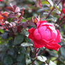 Double Knock Out® Rose Shrub