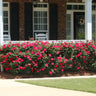 Double Knock Out® Rose Shrub