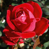 Double Knock Out® Rose Shrub