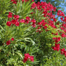 Red Oleander