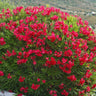 Red Oleander