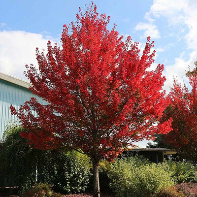 Sugar Maple Trees for Sale – The Classic Fall Tree - PlantingTree