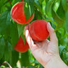Redskin Peach Tree