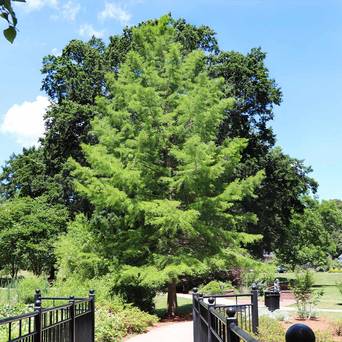 Dawn Redwood Trees For Sale 