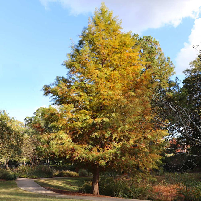 Dawn Redwood Trees For Sale 