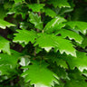 Regal Prince Oak Tree