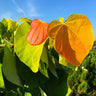 The Rising Sun™ Eastern Redbud Tree