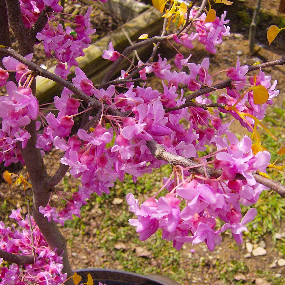 Rising Sun Redbud (Cercis canadensis)