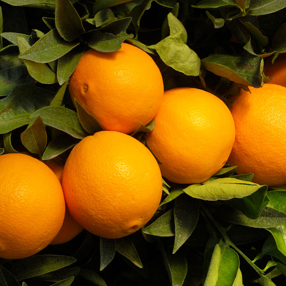 January Fruit of the Month: Malibu Navel Oranges