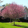 Robinson Crabapple Tree