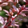 Rose Glow Barberry Shrub