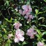 Pink Rose of Sharon Althea Tree