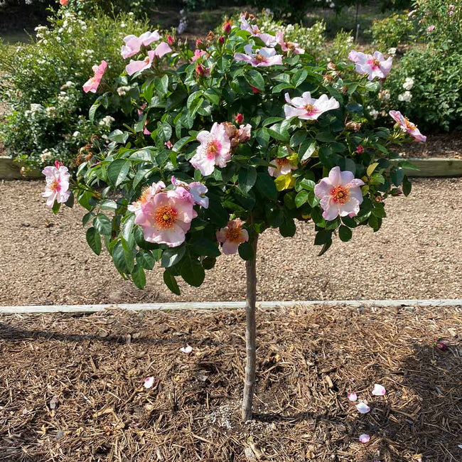 Raspberry Kiss™ Rose Trees for Sale – FastGrowingTrees.com