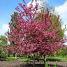 Royal Raindrops® Crabapple Tree