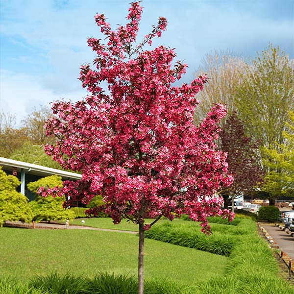 bused to plan under royal raindrop crabapple