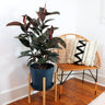 Rubber Plant (Ficus)