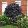 Ruby Falls Redbud Tree