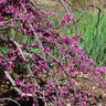 Ruby Falls Redbud Tree