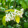 Ruby Red Grapefruit Tree